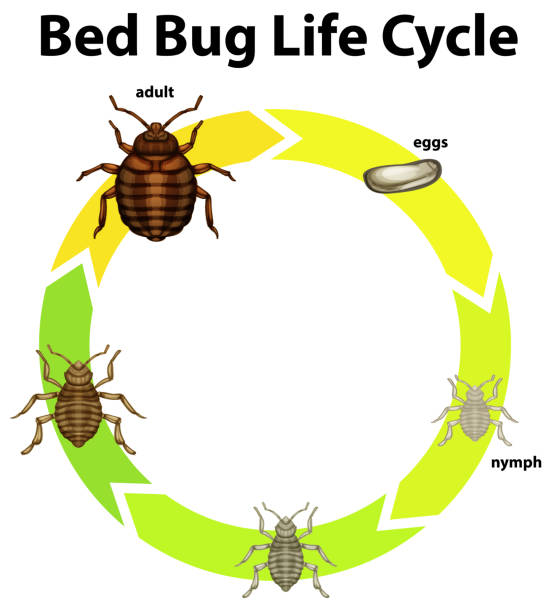 Diagram showing life cycle of bed bug Diagram showing life cycle of bed bug illustration bed bug life cycle stock illustrations