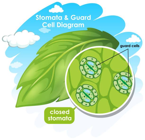 Diagram showing plant cell Diagram showing plant cell illustration photosynthesis diagram stock illustrations