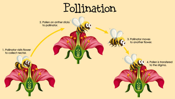 Diagram showing pollination with bee and flowers Diagram showing pollination with bee and flowers illustration pollination stock illustrations