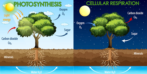 Diagram showing process of photosynthesis and cellular respiration illustration