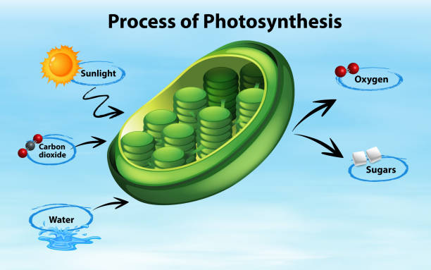 Diagram showing process of photosynthesis Diagram showing process of photosynthesis illustration photosynthesis diagram stock illustrations