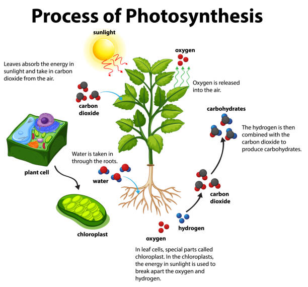 Diagram showing process of photosynthesis with plant and cells Diagram showing process of photosynthesis with plant and cells illustration photosynthesis diagram stock illustrations
