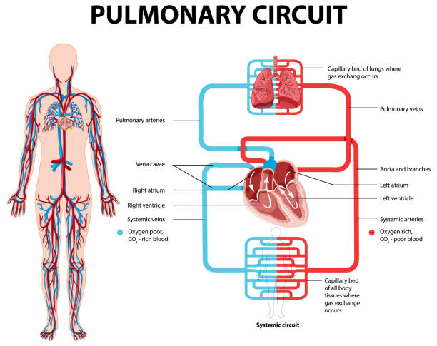 Diagram showing pulmonary circuit vector art illustration