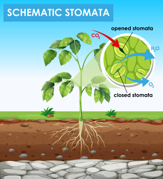 Diagram showing schematic stomata Diagram showing schematic stomata illustration photosynthesis diagram stock illustrations