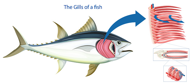 Diagram showing the grills of a fish