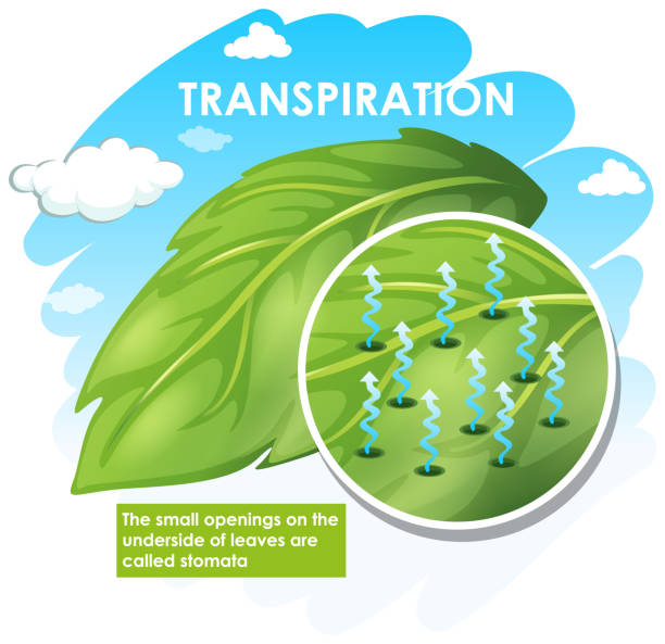 Diagram showing transpiration with plant Diagram showing transpiration with plant illustration photosynthesis diagram stock illustrations