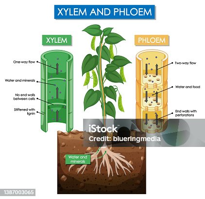 istock Diagram showing xylem and phloem plant 1387003065