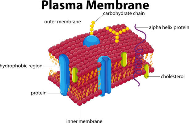Diagram with plasma membrane vector art illustration