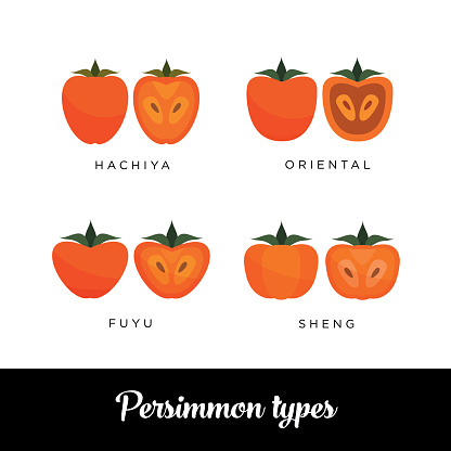 Differect types of Persimmon: Hachiya, Oriental, Fuyu, Sheng vector editable image
