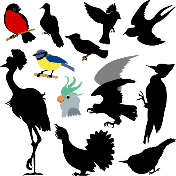 ilustrações de stock, clip art, desenhos animados e ícones de different birds - grouse flying