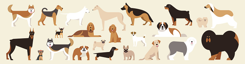 Different breed dogs set. Isolated dogs on light background. Flat cartoon. Vector illustration