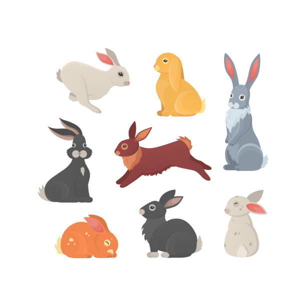 bildbanksillustrationer, clip art samt tecknat material och ikoner med olika raser av söta kaniner vektor illustration. - bunny jumping