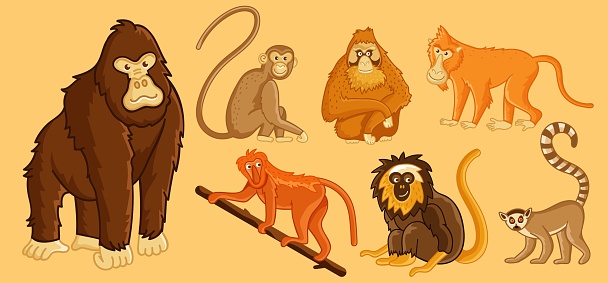 Different exotic monkey and tropical ape isolated set