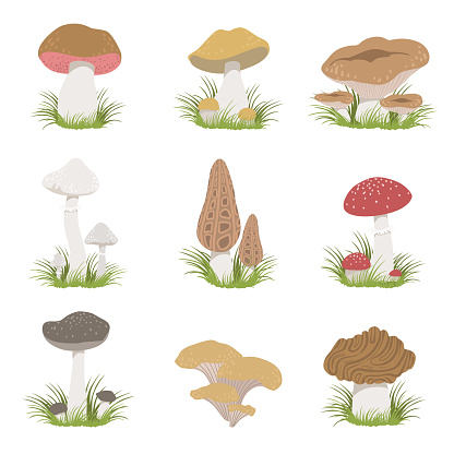 Different Mushrooms Realistic Drawings Set
