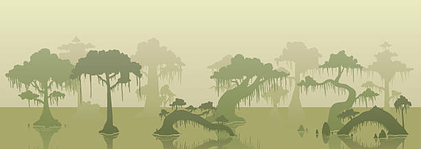 stockillustraties, clipart, cartoons en iconen met different shades of trees and water in a swamp background - broekland