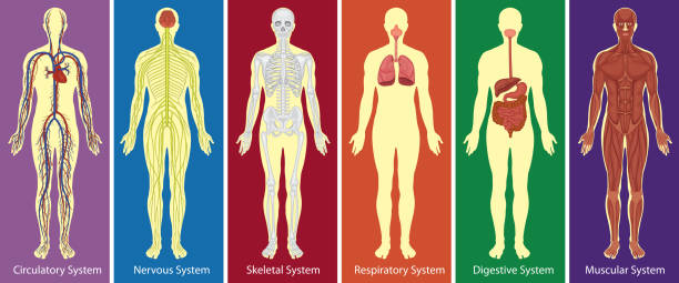 Different systems of human body diagram Different systems of human body diagram illustration human nervous system stock illustrations