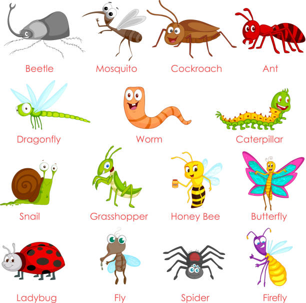 Different variety of insects Set of different variety of insects in vector cute spider stock illustrations