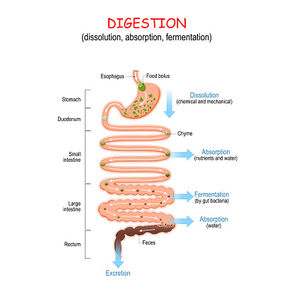 digestion from food bolus or Chyme to Feces.