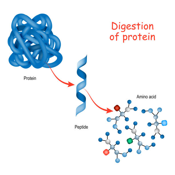 Digestion of protein. Enzyme Digestion of protein. Enzymes (proteases and peptidases) are digestion breaks the protein into smaller peptide chains and into single amino acids, which are absorbed into the blood. amino acid stock illustrations