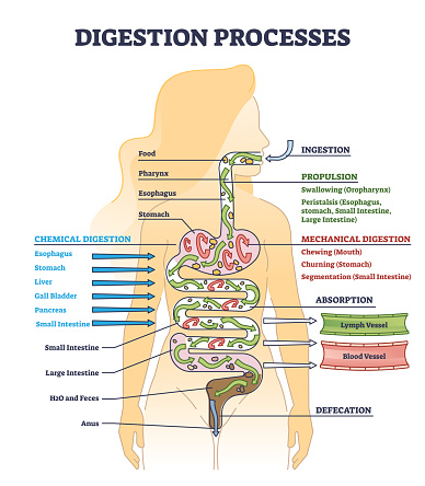 Digestion processes and overall gastrointestinal tract organs outline diagram