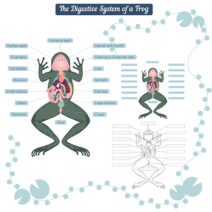 Digestive system of the frog
