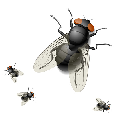 Digital rendering image of one big and three tiny houseflies