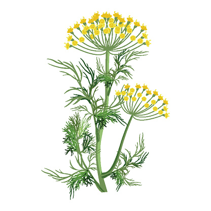 Dill herb with small yellow bloom and green stem