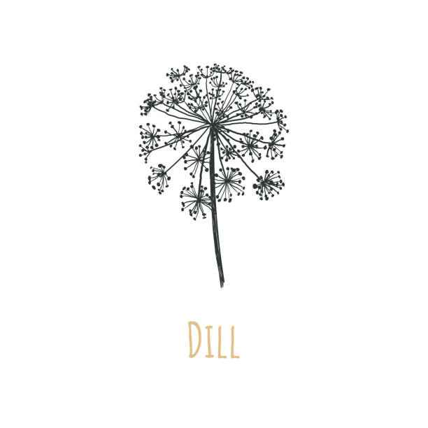 Dill vector illustration. Blooming dill. Dill seeds. Dill vector illustration. Blooming dill. Dill seeds. Caraway. dill stock illustrations