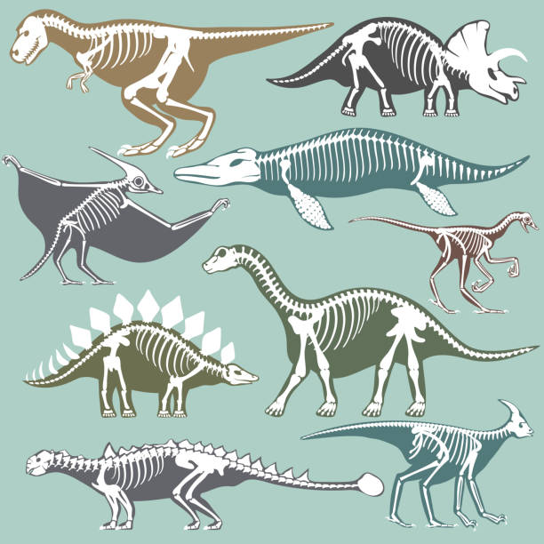 Royalty Free Dinosaur Skeleton Clip Art, Vector Images & Illustrations - iStock