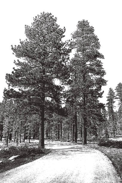 Dirt Road with Ponderosa Pines. Bryce Canyon National Park. Mezzotint illustration of a Dirt Road with Ponderosa Pines. Bryce Canyon National Park. ponderosa pine tree stock illustrations