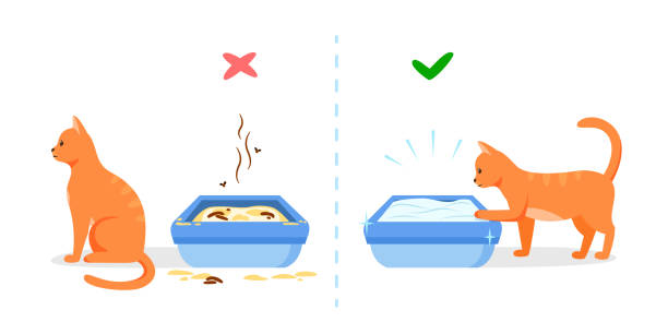 Dirty and clean cat litter box. Wrong and right way to maintain pet toilet. Pet toilet hygiene concept. Vector illustration Dirty and clean cat litter box. Wrong and right way to maintain pet toilet. Pet toilet hygiene bathroom concept. Vector illustration kitten litter stock illustrations