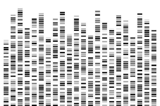 DNKblack DNA Test White Background Genome Sequence Map Barcoding Vector Illustration chromosome stock illustrations
