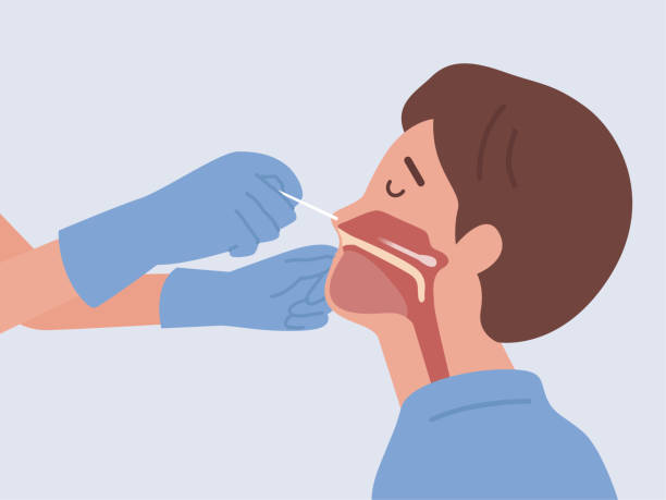 코와 입 사이의 공동에 긴 면봉을 삽입하여 비강 면봉 프로브에 의해 남자와 covid-19 테스트 또는 dna 테스트를하는 의사. - 면봉 stock illustrations
