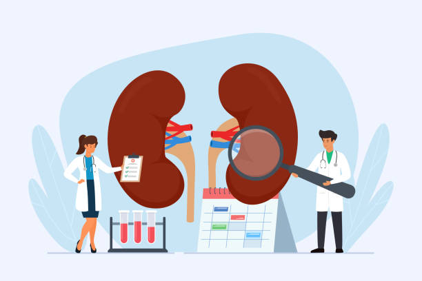 Doctors examining kidneys. Treatment of kidney disease and diagnostic. Health of the kidneys concept. vector art illustration