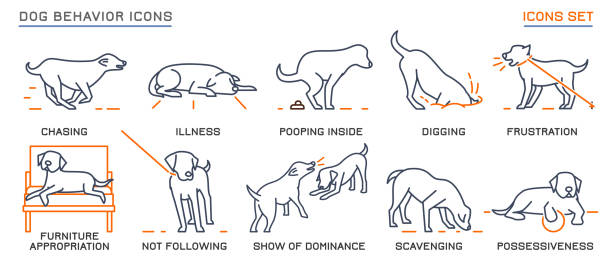 ilustrações de stock, clip art, desenhos animados e ícones de dog behavior icons set - come e sente