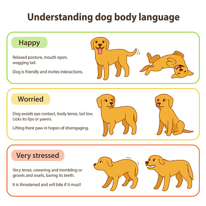 Dog body language