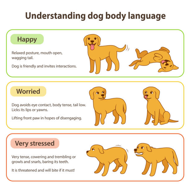 ilustrações de stock, clip art, desenhos animados e ícones de dog body language - golden retriever