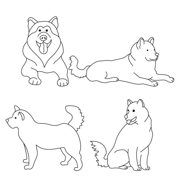 ilustraciones, imágenes clip art, dibujos animados e iconos de stock de raza de perro alaskan malamute, conjunto de contornos de contornos de perros en varias poses - alaska