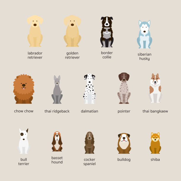 ilustrações de stock, clip art, desenhos animados e ícones de dog breeds set, large and medium size - golden retriever
