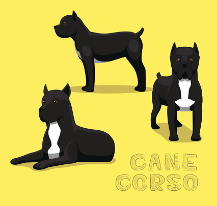 Dog Cane Corso Cartoon Vector Illustration