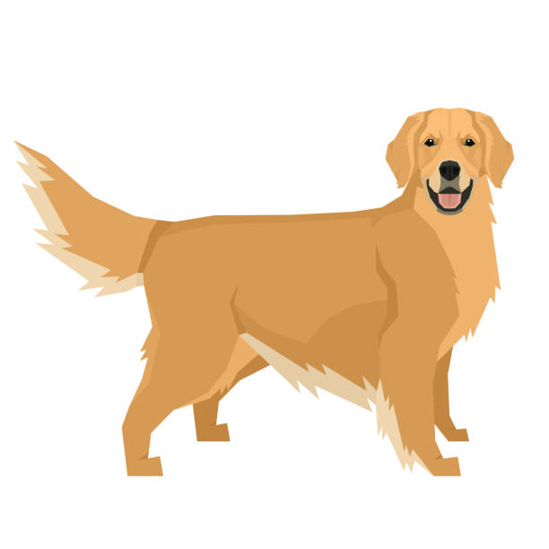ilustrações de stock, clip art, desenhos animados e ícones de dog collection golden retriever geometric style isolated object - golden retriever
