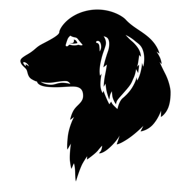 ilustrações de stock, clip art, desenhos animados e ícones de dog golden retriever head silhouette - golden retriever