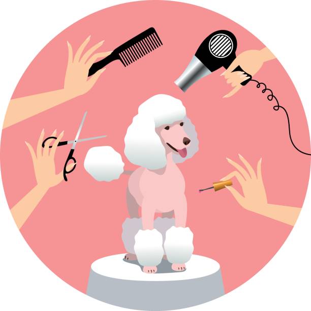 hund pflege - pudelfrisuren stock-grafiken, -clipart, -cartoons und -symbole