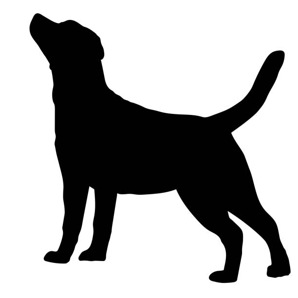 ilustraciones, imágenes clip art, dibujos animados e iconos de stock de perro de raza labrador retriever. silueta - dogs