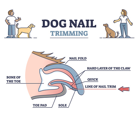 Dog nail trimming with anatomical claw side view structure outline diagram