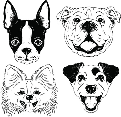 Dog portraits: Boston Terrier, English Bulldog, Pomeranian, Jack Russell