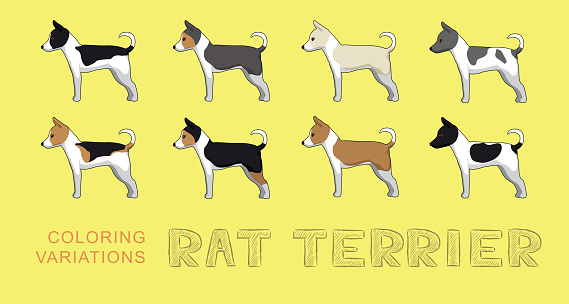 Dog Rat Terrier Coloring Variations Cartoon Vector Illustration