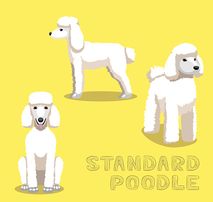 Dog Standard Poodle Cartoon Vector Illustration