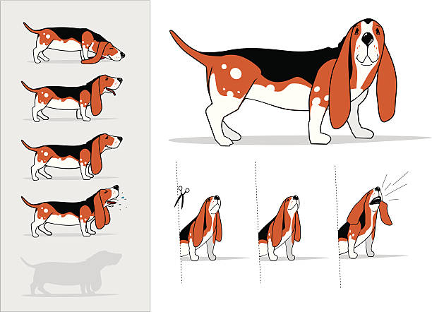 dog basset basset hound stock illustrations