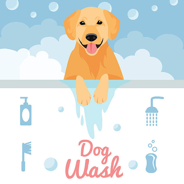 ilustrações de stock, clip art, desenhos animados e ícones de cão de lavagem - golden retriever